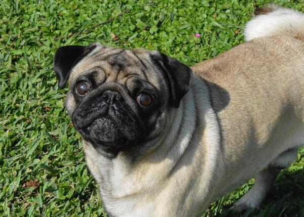 Vito, de hond van de dochter van de Argentijnse president Cristina Kirchner