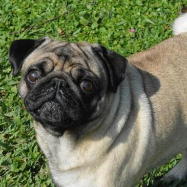 Vito, de hond van de dochter van de Argentijnse president Cristina Kirchner